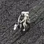 Росіяни через втрату техніки йдуть у штурм на конях (фото)